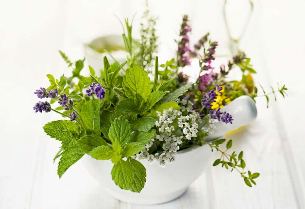 Phytotherapie